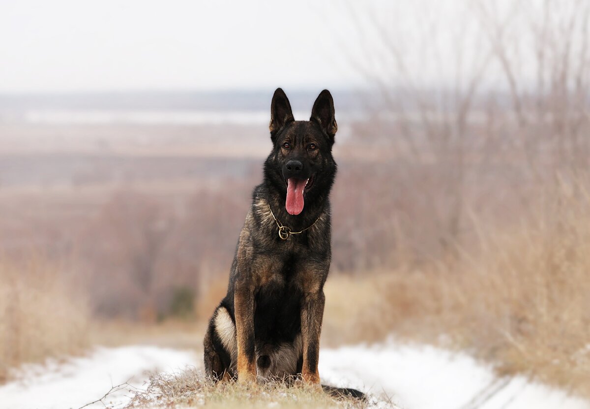 Легио Феррата Игрок 