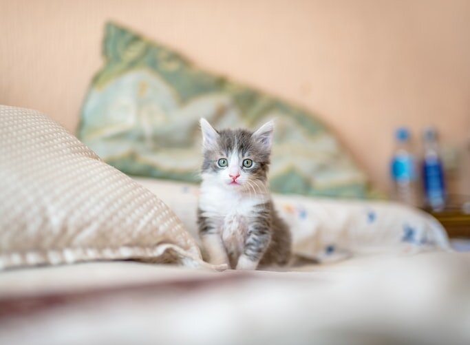 KotePuerto, Unsplash