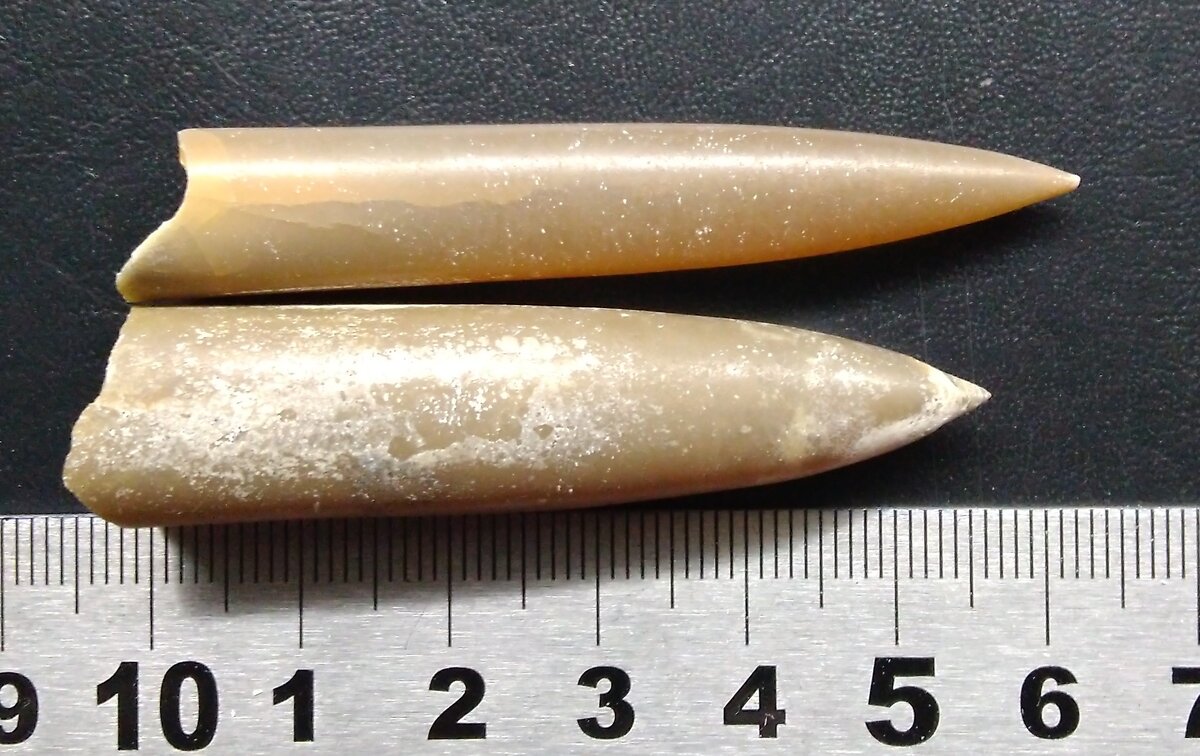 Ростры белемнитов