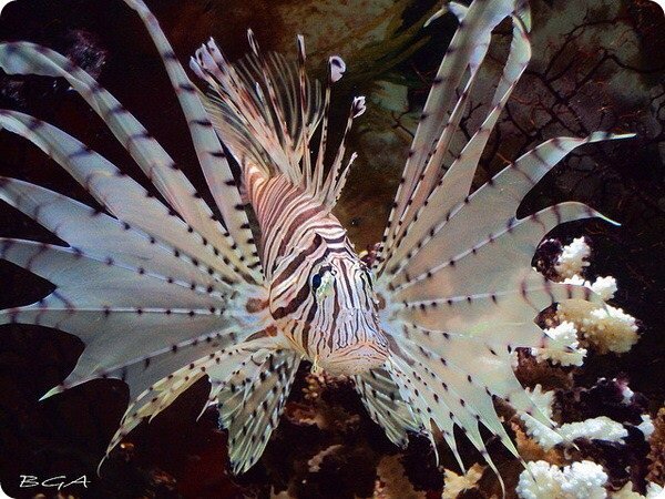 Крылатка-зебра.