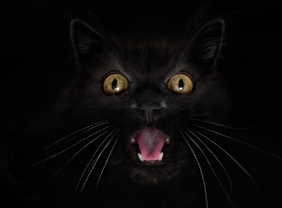 Фото: Givepaw.ru