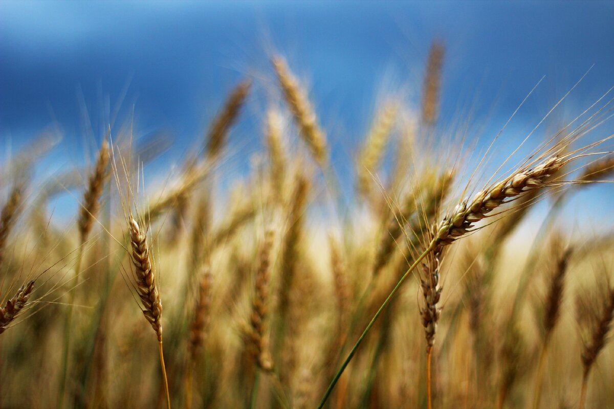 Поле ржи. Перед грозой