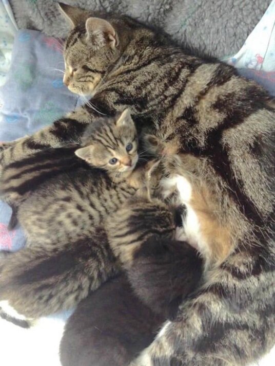 Мама-кошка с котятами. источник фото: Яндекс-картинки