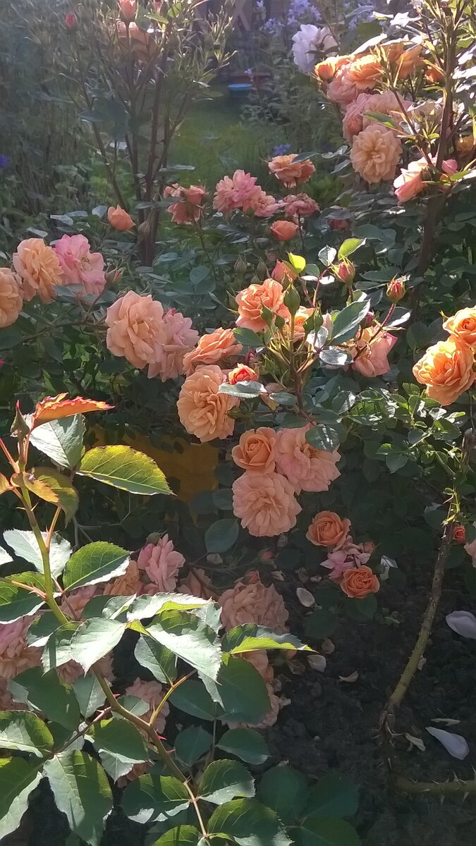 Apricot Clementine (Априкот Клементин), патио-роза, фото автора