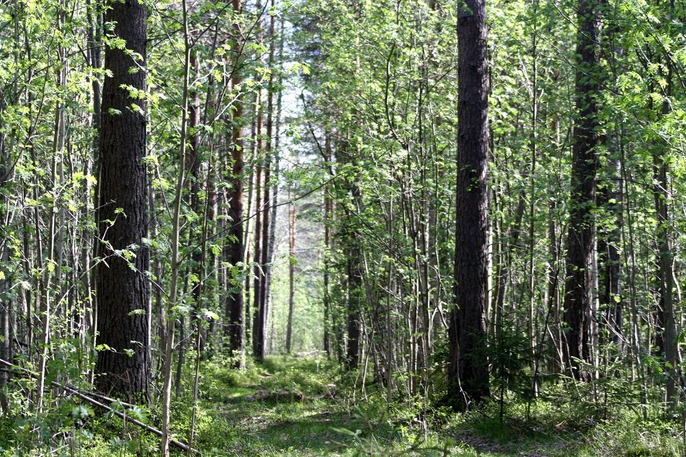 Квартальная просека