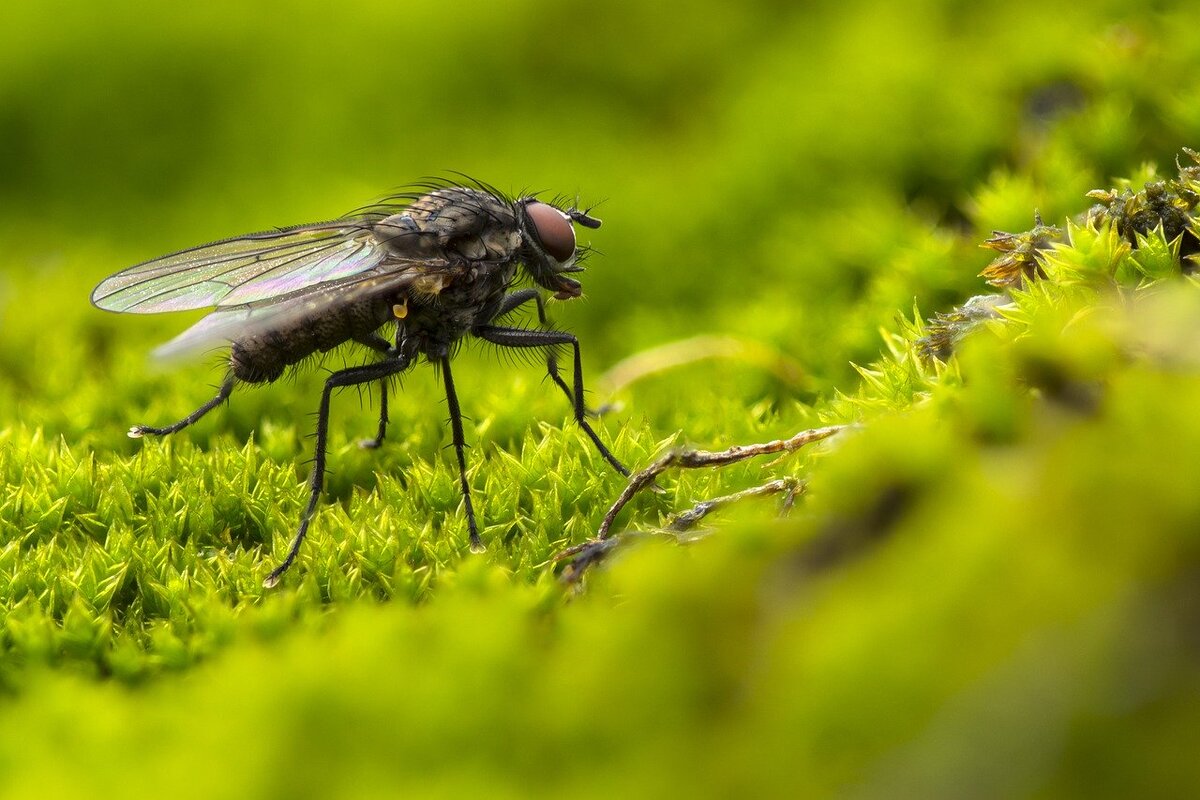 https://cdn.pixabay.com/photo/2019/06/10/18/30/fly-4264943_1280.jpg