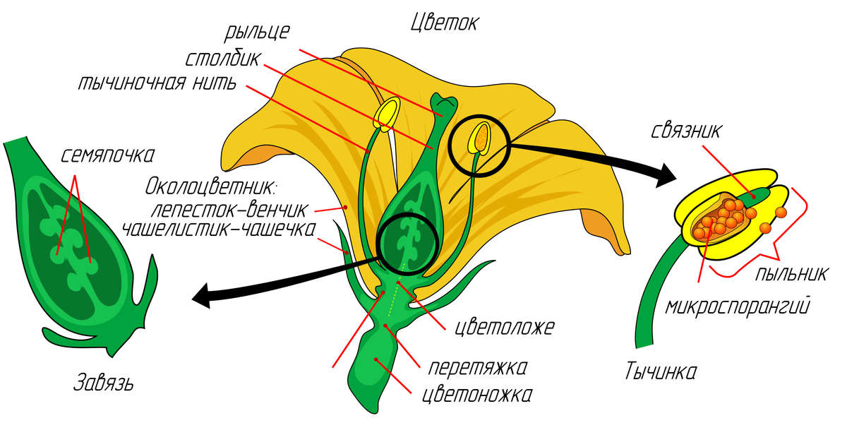 Схема опыления томата