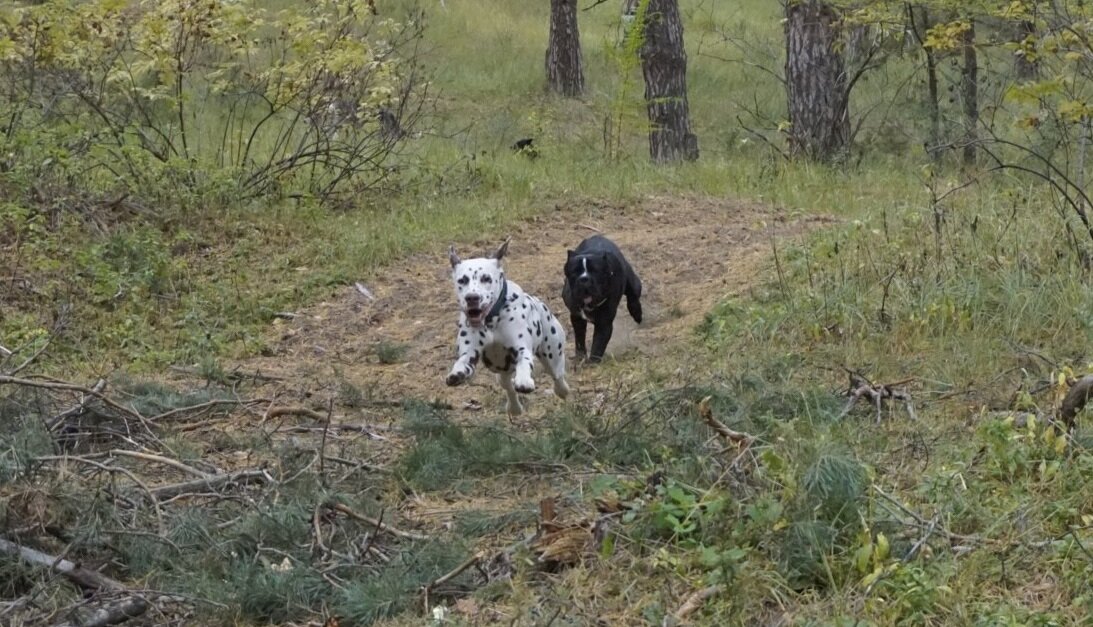 даму еще догнать надо