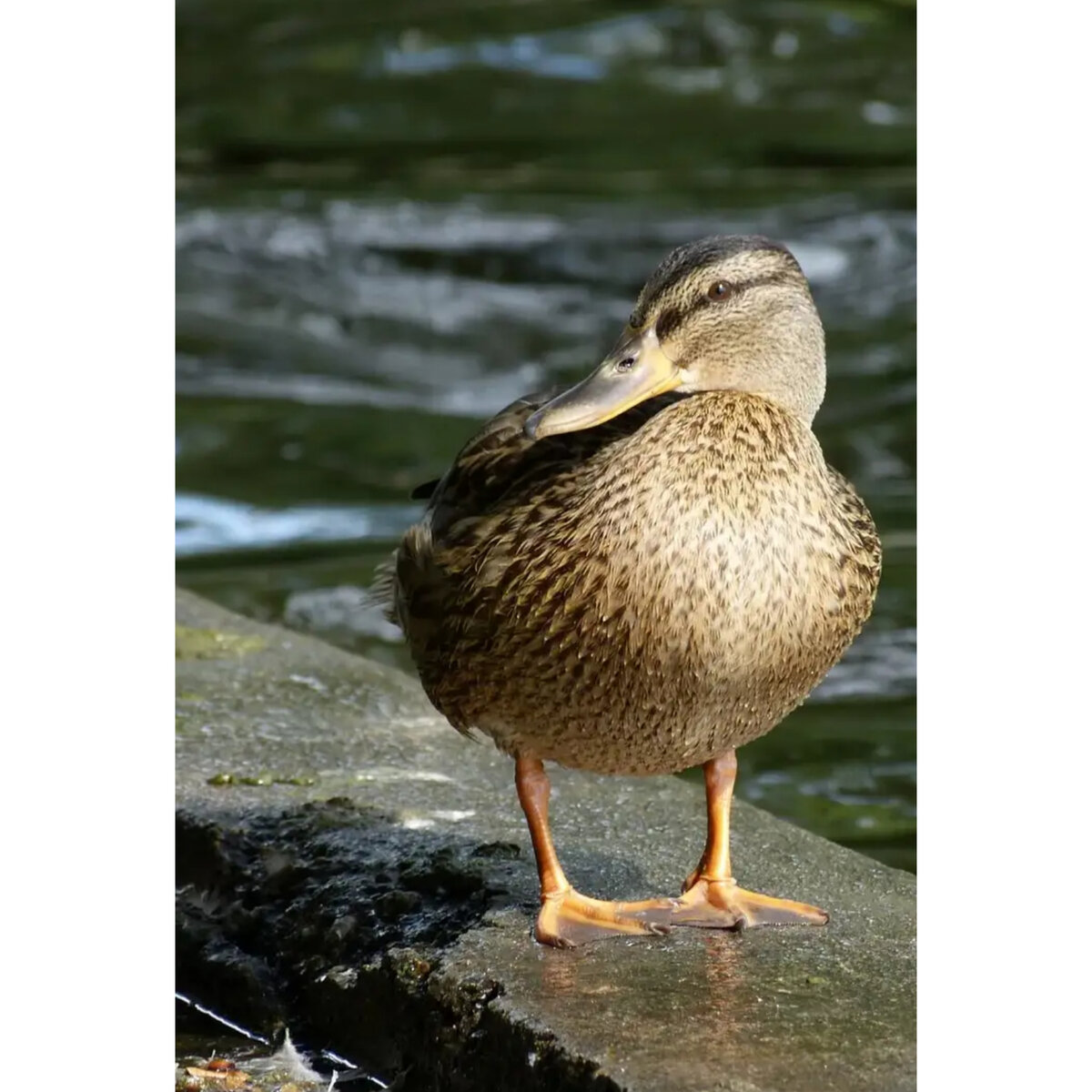 Источник: pixabay.com