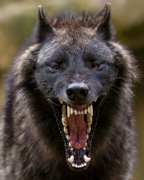 Фото из открытого источника: Я.Картинки