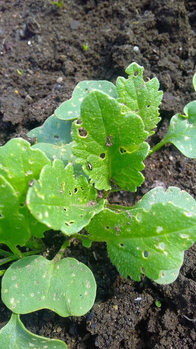 Маленький, но очень прожорливый жучок - крестоцветная блошка