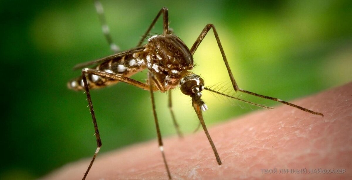 7 натуральных средств от комаров в домашних условиях (+бонус)