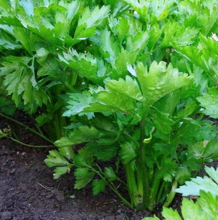 Сельдерей листовой