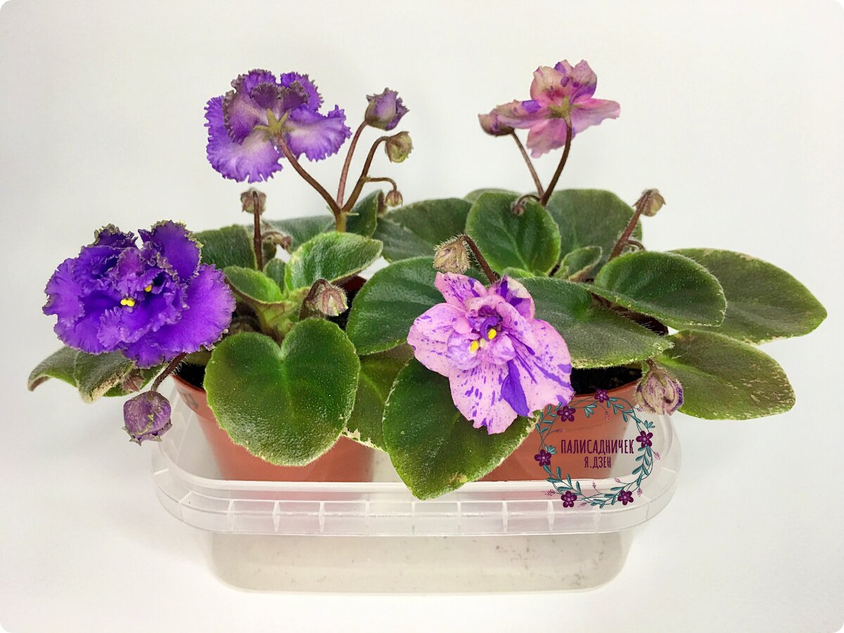 И совершенно неважно, что одна из них цветёт по сорту, а другая — как сама себе придумала. Главное, как мне кажется, что обе прекрасны и меня радуют. Отделены от материнского листочка 29/04/2020, а фотографии к сегодняшней записи сделаны 15/06/2020.