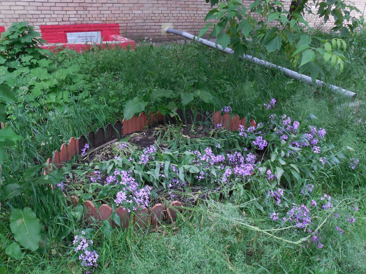 Интересно, кто же это натворил? Похоже, от души порезвился. Вряд ли из-за дождя. Ведь у соседнего дома точно такие же цветы стоят прямо, как гвардейцы!