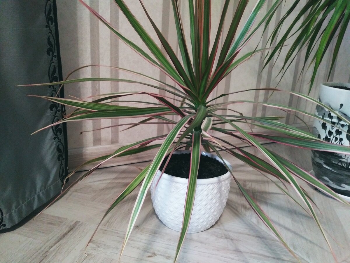 Драцена. Фото из личного архива.Следующий цветочный горшок, как и собственно само растение, я покупала еще зимой. Это Апарагус Шпренгера.