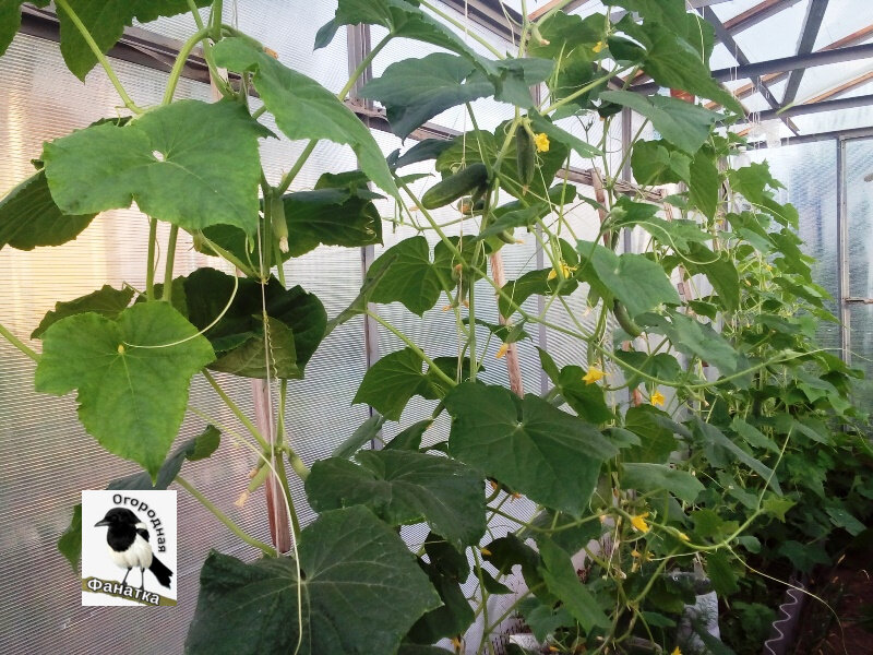 Огурцы начали отдавать урожай гораздо интенсивнее