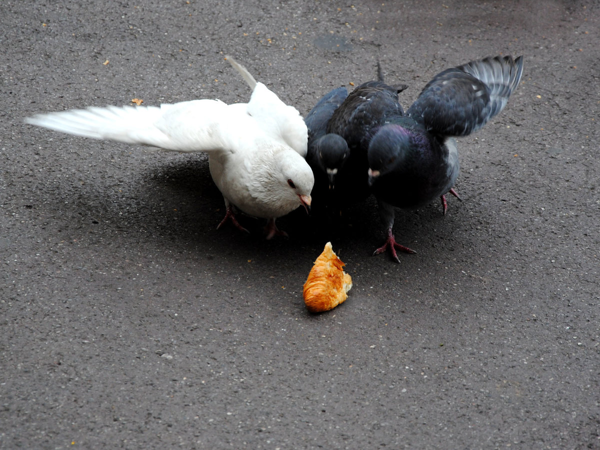 Sun pigeon light. белая птица. судьбы голубей. голубь кереру. судьбы голубей.