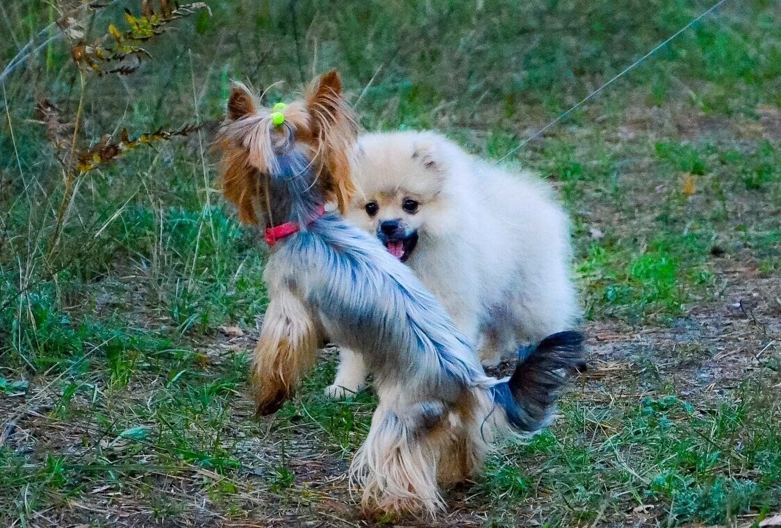 Что чувствует брошенная собака ? | Шпицы-Сорванцы 🐶 | Дзен