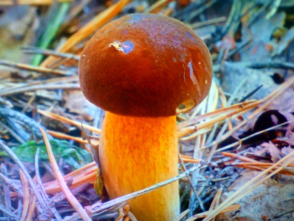 Польский гриб и белый гриб