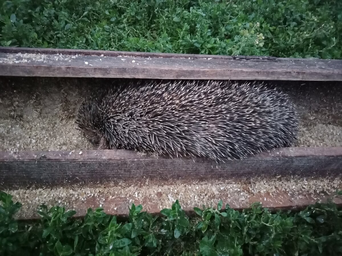 Непонятным предметом оказался ежик
