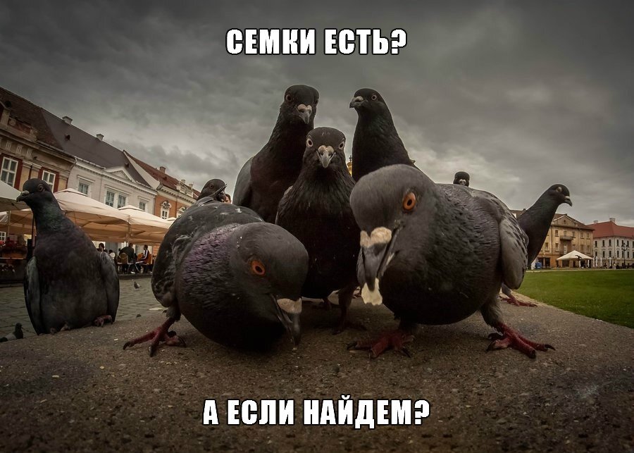 Чем опасна эта гоп-компания?