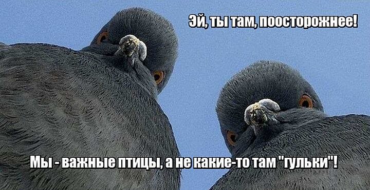 Курлык, однако.