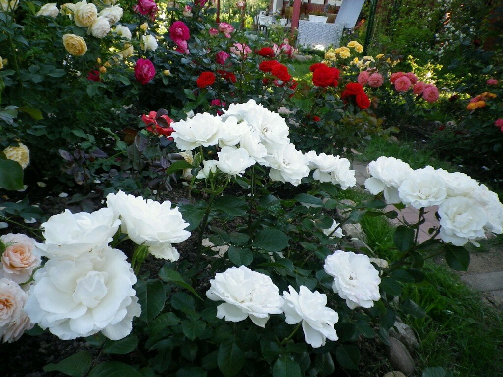 Флорибунды. Самые беспроблемные розы.