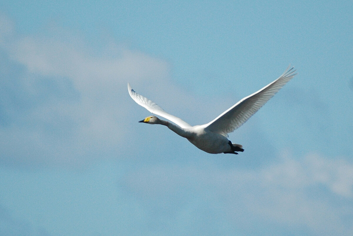 Лебедь-кликун. Фото М.В. Бабушкина