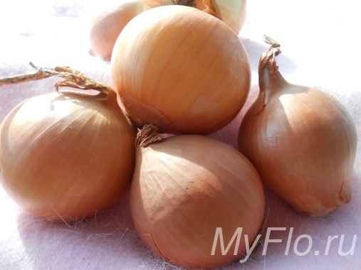 
Водные экстракты из шелухи защищают посадки от всех видов тлей, паутинных клещей, блошек, колорадского жука, медяниц, трипсов, листогрызущих и листососущих гусениц капустной белянки, яблонной плодожорки и других бабочек. Особо полезно применение настоя шелухи для баклажанов, картофеля, огурцов, капусты, садовой земляники, розовых и смородиновых кустов, молодых саженцев яблони, груши, черешни, персика и других плодовых деревьев.Настой шелухи эффективен для корневых и некорневых подкормок рассады томатов, капусты, перцев, баклажанов, сельдерея, огурцов. Кроме обеспечения сеянцев нужными микроэлементами применение питательной жидкости является действенной профилактикой грибковых болезней: мучнистая роса, фитофтороз, черная ножка, различные гнили. При первых признаках неблагополучия на огурцах, растущих в теплицах, парниках или на грядках, будь то пожелтение листьев, появление пятен или присутствие вредителей, сразу опрыскивайте растения настоем или отваром шелухи лука.Хорошо зарекомендовал себя настой лука для комнатных и оранжерейных цветов. Они также страдают от паутинного клеща, тлей, мошек и других вредителей, как и растения в саду и на огороде. А еще им необходимы микроудобрения, повышающие иммунитет и стимулирующие рост и развитие корней, зелёной массы и цветков. Применение луковых подкормок и обработок проводят во всех случаях, когда саженцы плохо цветут, отстают в росте, сбрасывают листья или болеют.Как правильно приготовить настой и отвар луковой шелухи?
Настой, который идеально подходит для некорневых и корневых подкормок, готовят так: 20 г сухой шелухи лука сложить в десятилитровое ведро, залить доверху теплой водой, накрыть крышкой и дать настояться в течение 4-5 суток. Процеженным настоем растения поливают под корень и обрабатывают из садового распылителя по листьям, ветвям, коре деревьев или ботве овощей.Отвар, который оказывает максимальный эффект для профилактики распространения вредителей и болезней, а также обладает мощным лечебным воздействием на уже пораженные фитопатогенами саженцы, готовят так:0,2 кг луковой или чесночной шелухи сложить в эмалированную кастрюлю;
залить 10 литрами крутого кипятка;
накрыть крышкой и протомить на слабом огне 5 минут;
дать настояться на протяжении 3 часов;
процедить;
использовать из расчета 1 литр отвара на 9 л чистой воды;
в каждое ведро раствора добавить 40 г жидкого зеленого или натертого хозяйственного мыла;
перелить в пульверизатор или лейку с мелкой насадкой.
Оставшуюся после процеживания шелуху не выбрасывают, а закладывают в компост или мульчируют растительными остатками почву вокруг самых проблемных растений на даче.Правила применения настоев и отваров из луковой шелухи
1. Применение отвара, как и настоя, по листьям целесообразно проводить после захода солнца или в любое время дня, но в пасмурную погоду, чтобы не допустить появления ожоговых пятен на листьях.2. Корневые подкормки раствором экстракта луковой шелухи проводят после планового полива растений. Орошения по надземной части выполняют исключительно в сухую погоду. Если после мероприятия пошел дождь, то обработку придется повторить после его окончания.3. Яблони от плодожорки опрыскивают отваром лука с мылом 1 раз в неделю в течение месяца. Первую процедуру проводят сразу после окончания цветения.4. Огурцы, смородину, клубнику, капусту от тлей обрабатывают в начале вегетации несколько раз с интервалом в 1 неделю. При появлении признаков присутствия тлей на растении орошения выполняют несколько раз подряд с интервалом в 1-2 дня до полного исчезновения насекомых.Вот такое чудодейственное средство, причем совершенно бесплатное, имеется в распоряжении каждого рачительного хозяина. К слову, шелуха чеснока обладает похожими свойствами, поэтому ее стоит собирать вместе с очистками лука. Хороших вам урожаев на дачном участке!Читайте также:Защита растений и плодовых деревьев и кустарников от вредителей и болезнейTags:
уход за садовыми растениями
