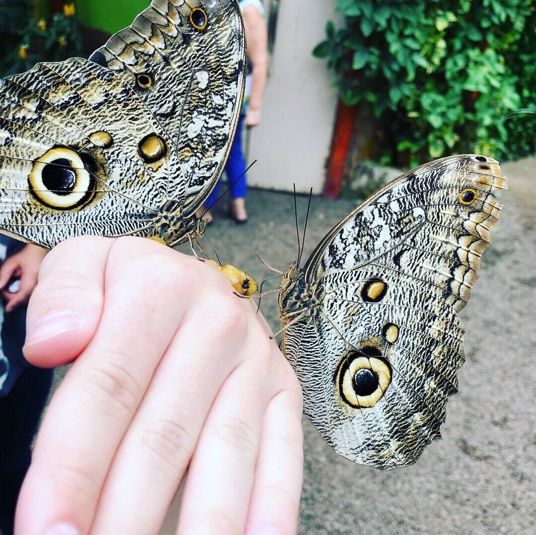 Здравствуйте,читатели моего канала! Решила поделиться впечатлениями,которыми зарядилась ,путешествуя по Эквадору. Посмотрите и вы гигантских тропических бабочек. Не приходилось раньше видеть таких. Размером почти с руку.