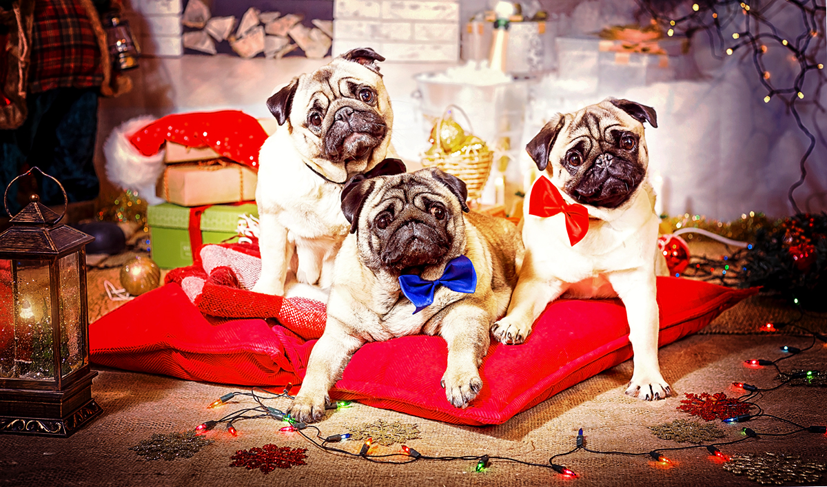 ждем подарков