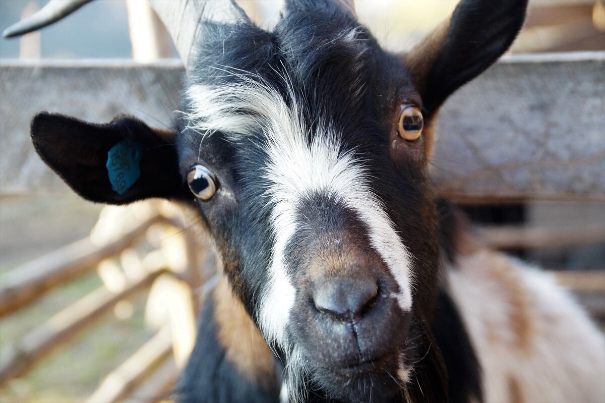 Изображение с https://pixabay.com/