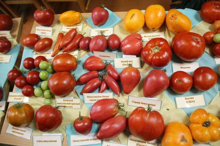  Минусинские сорта помидоров очень популярны у садоводов.