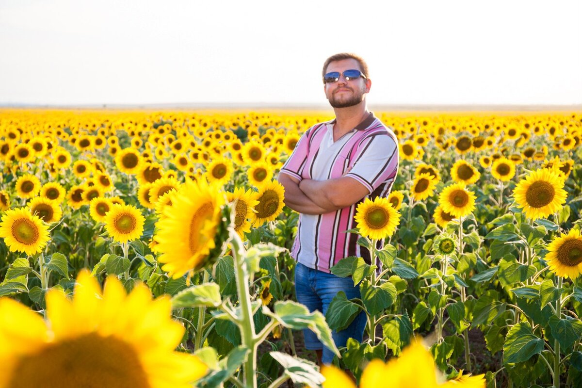 Поле подсолнухов в Крыму. Где-то в районе Евпатории.
