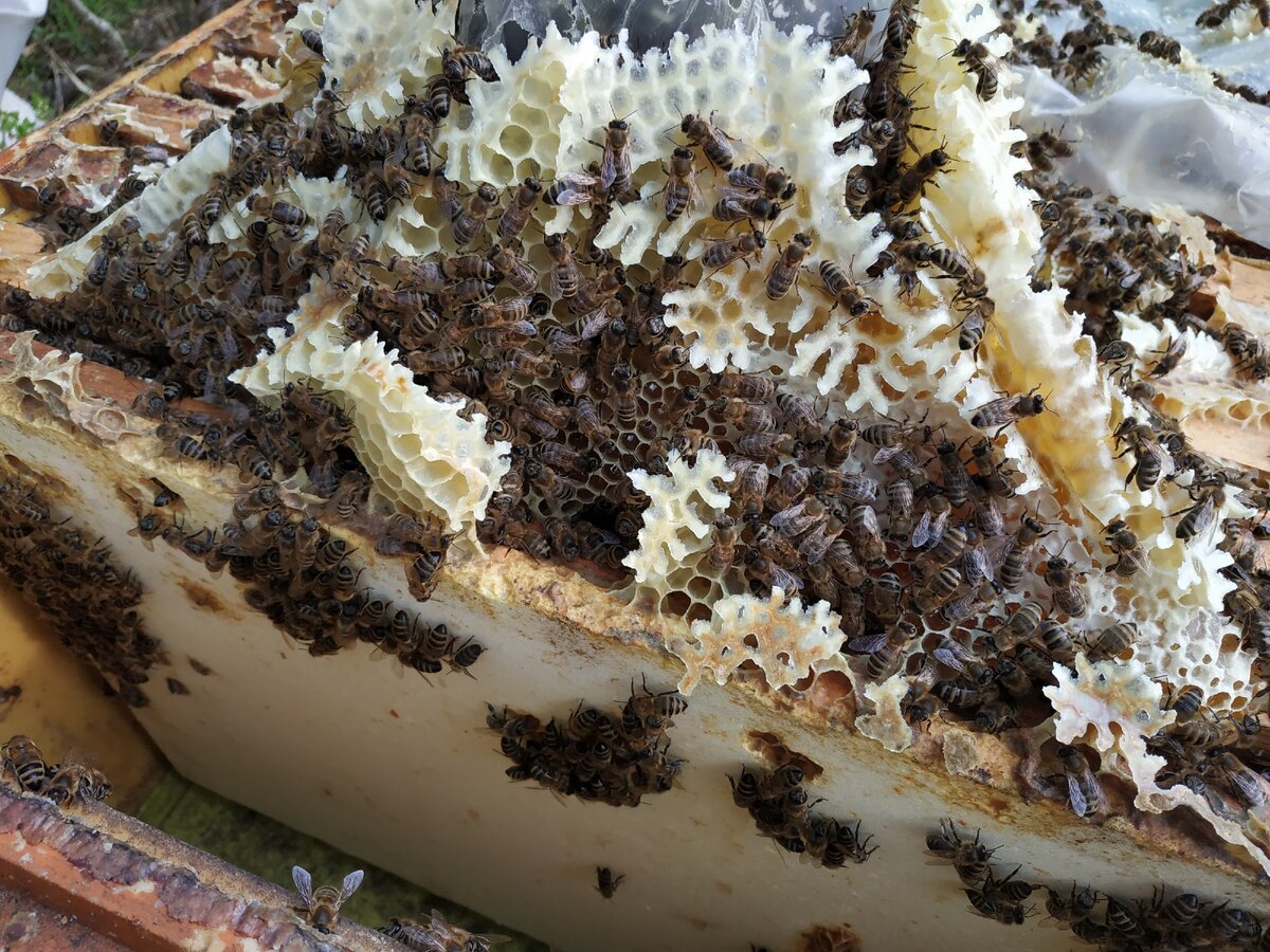 весной не расширили вовремя гнездо, пчёлы настроили-налили нештатных сотов
