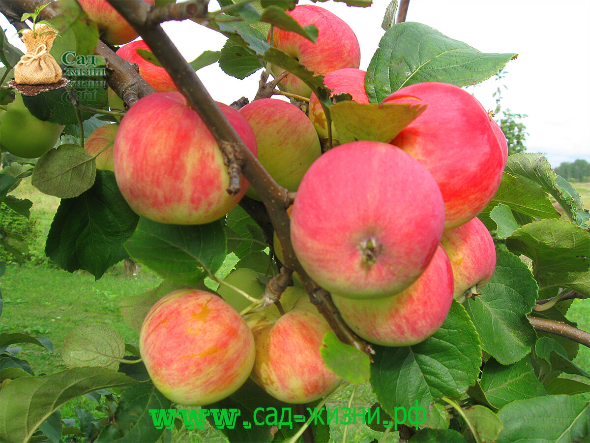 Как заставить плодоносить дерево