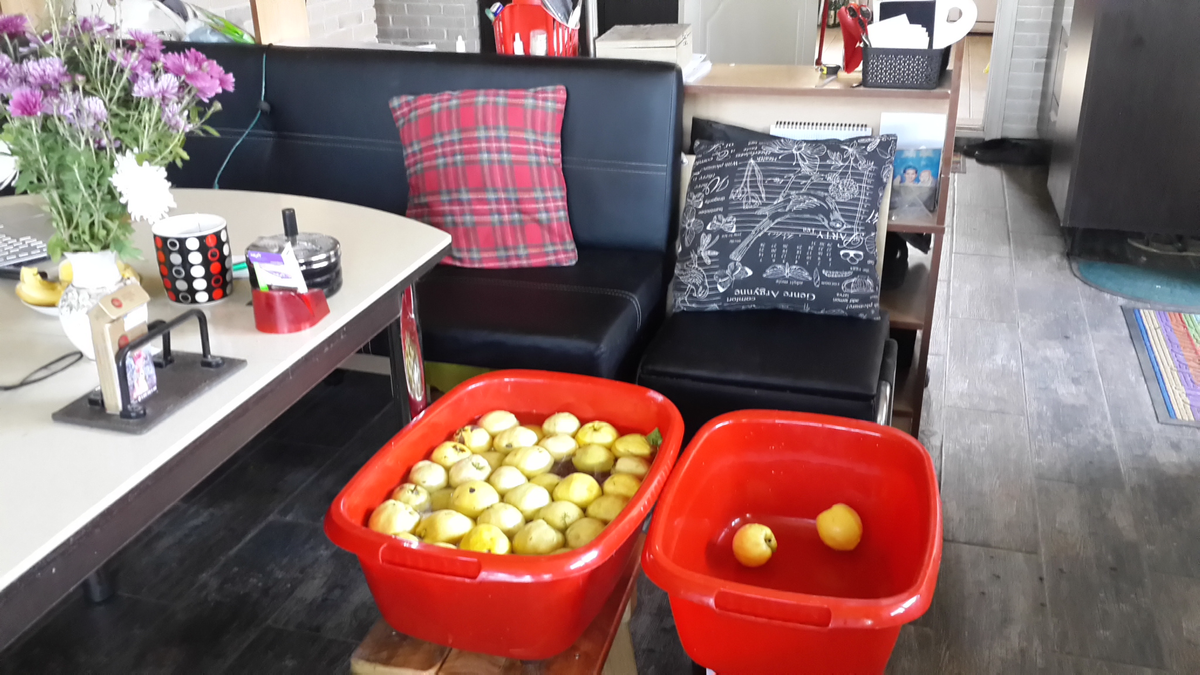 У меня айвы было очень много, хватило на несколько тазиков варенья.