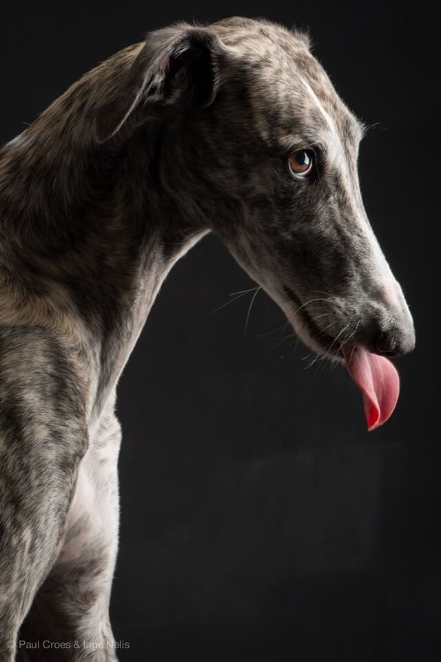 Borzois by Paul Croes. ” 


