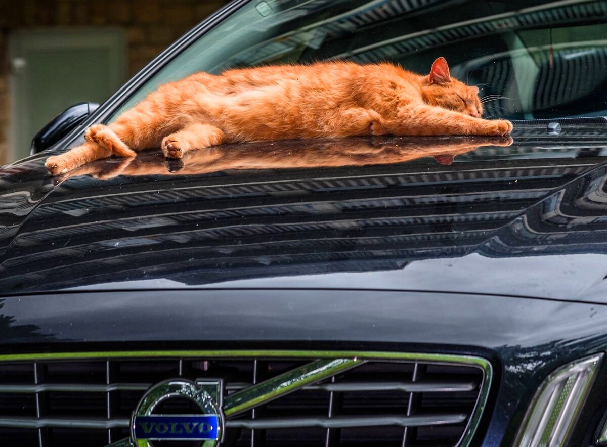 фото из открытых источников