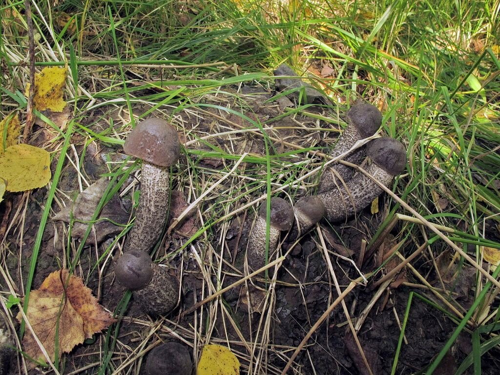 ребята нашли 15 подосиновиков 12 подберезовиков