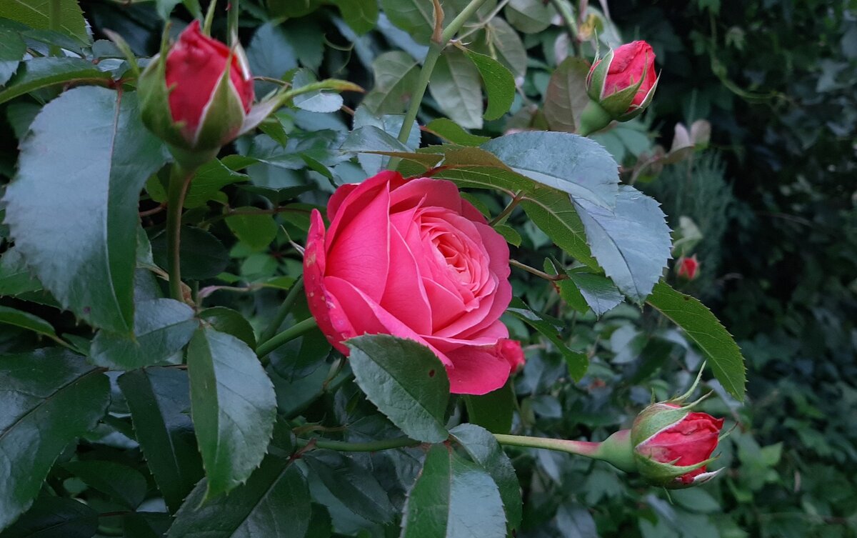 Розанна. Шраб. 