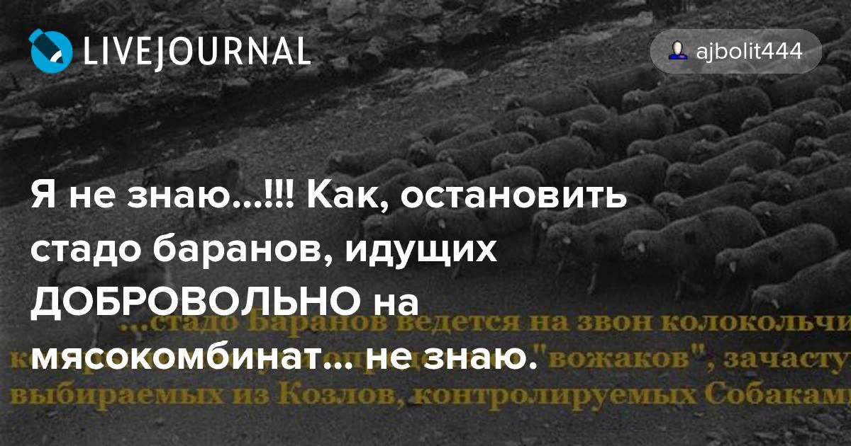 Идут бараны. Цитаты про стадо. Цитаты про стадо людей. Афоризмы о стаде.