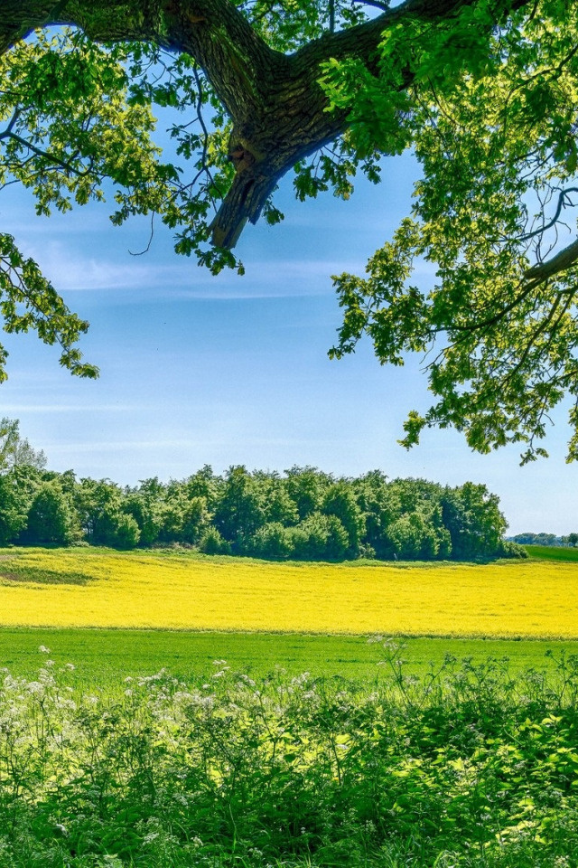 Фото из свободного доступа