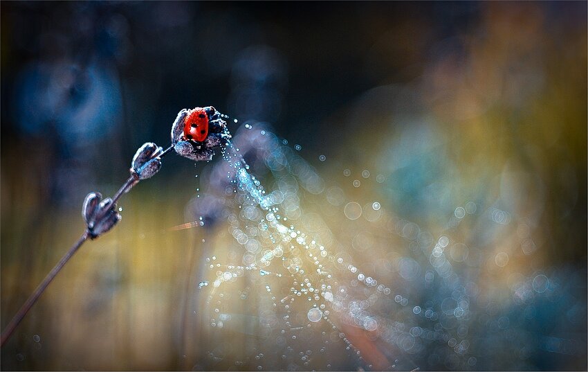 Утренняя паутинка. Фото Магдалены Васичек.