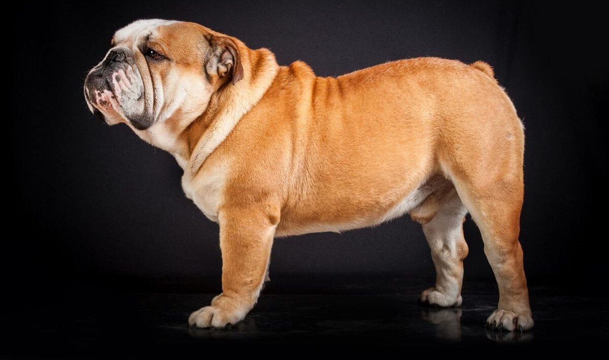 Английский бульдог маленький