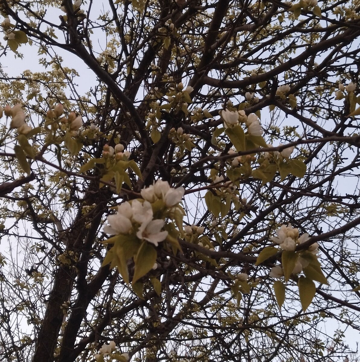 Весна. Вечер. Дерево зацвело. Кажется, яблоня. Прогулка моя. Фото моë. 