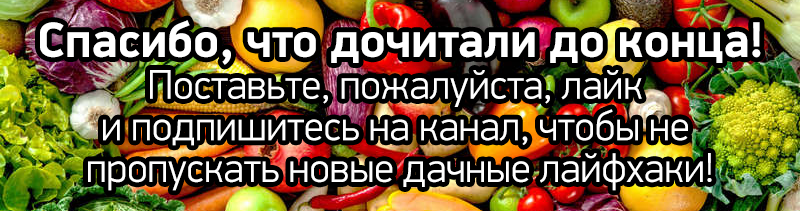 Семь правил большого урожая томатов