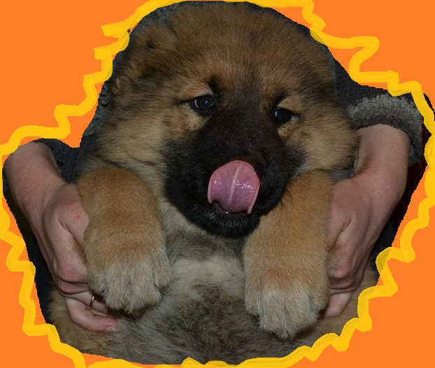 Чиарочка до передачи к новой владелицы