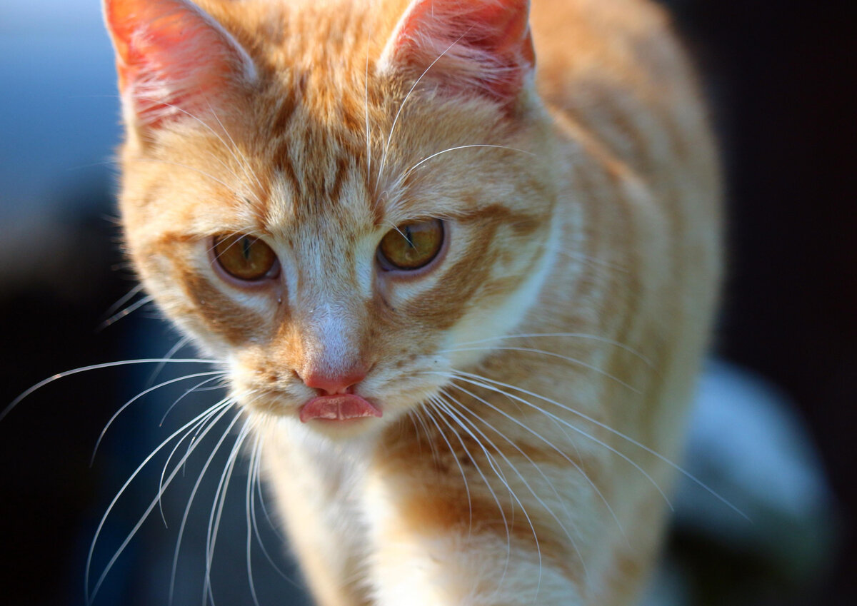 Источник: pixnio.com